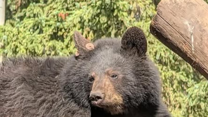 Five bears die at Northern Lights Wildlife Society