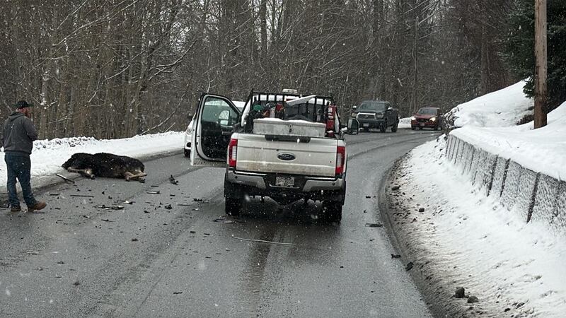 Moose vehicle collision causes Kalum Hill closure