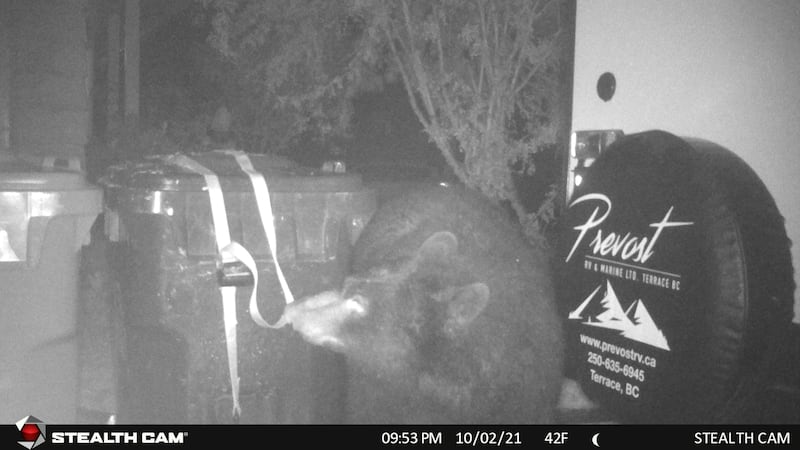 Hibernation’s over: Navigating Spring Bear Encounters