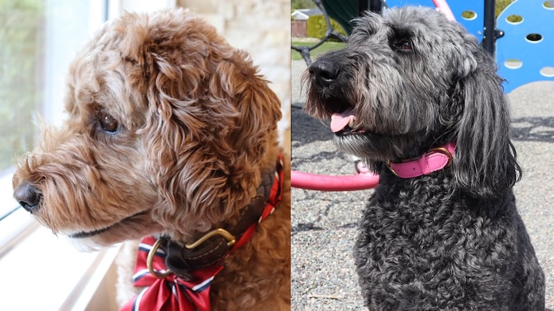 Kitimat holding Dog Mayor Election in October