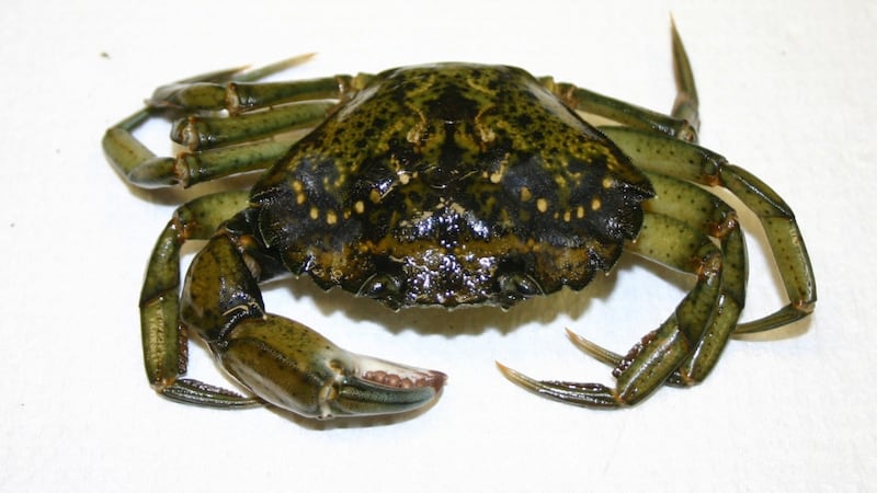 Invasive crab found in Skeena Estuary
