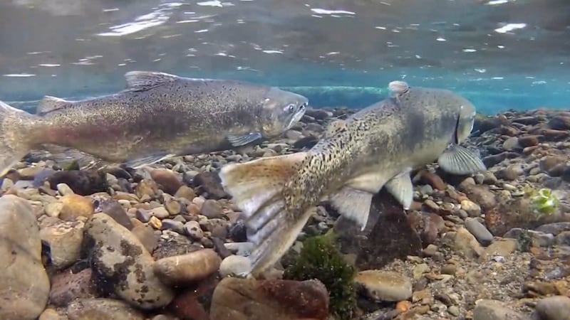 Decline in monitoring means managing salmon in the dark, expert says