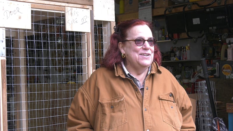 ‘Hope for Ferals’ setting out to help local cat colonies