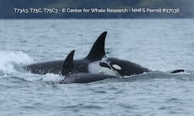 Group of Bigg’s killer whales off B.C. coast marks first encounter of 2026 for researchers