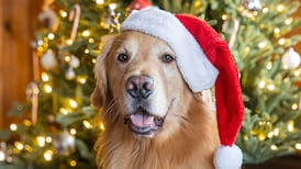 ‘Merry Christmas’ preferred among growing majority of Canadians, poll finds 