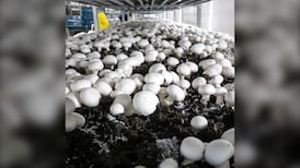 Canadian mushroom growers warn new U.S. tariffs could ‘flood’ domestic market