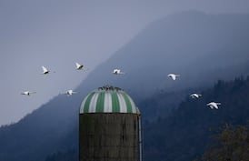 Avian flu on the rise in B.C., 9 outbreaks confirmed this month in poultry flocks