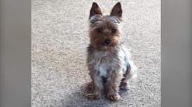 Dog missing after ‘frightening incident’ in Kelowna, police say 