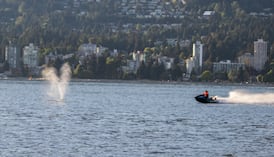 Whale struck by Vancouver jet ski operator seems to be in ‘good condition’: officials 