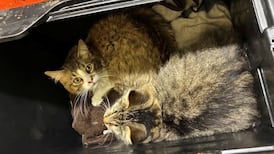 Investigation launched after 32 cats left in plastic containers outside B.C. SPCA facility