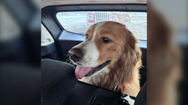 Bobbi the dog rescued from northern Ontario ice floe