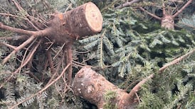 Curbside pickup and charitable chipping: Options for Christmas tree recycling in Metro Vancouver