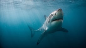 Researchers track great white shark off Vancouver Island coast