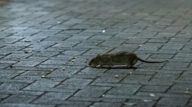 B.C. tribunal settles dispute over ‘odorous rat carcass’ in condo wall 