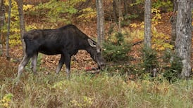 U.S. man fined nearly $29K, gets 10-year Ontario hunting ban for illegal moose kill