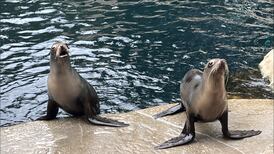 Pair of sea lions arrive at Vancouver Aquarium from shuttered Ontario zoo
