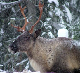 B.C. allowed logging in caribou habitat despite its own ministry's recommendation