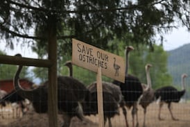 Man arrested for ‘alleged incursion’ at B.C. ostrich farm, RCMP say 