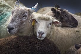 B.C. to allow killing of abandoned domestic sheep to protect the wild animals