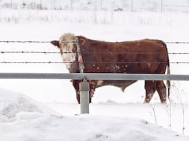 Kawartha area motorists cautioned for cow on the loose