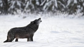 Euthanasia of ‘Calia’ the wolf-dog highlights BC SPCA’s stance against cross-breeding