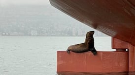 ‘Giving his best profile’: Stowaway sea lion poses while perched on massive vessel