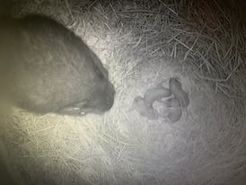 Rare video captures newborn Vancouver Island marmots at B.C. recovery centre