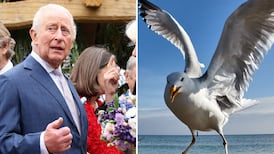 King Charles hit by seagull droppings during visit to Northern Ireland