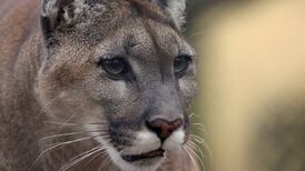 2 cougar sightings reported in Saanich, police warn 