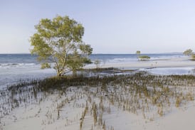 Body of Canadian woman, 19, found surrounded by dingoes on Australian island
