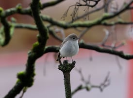 ‘Once in a lifetime’: Crowds gather in Vancouver to look at bird never before seen in Canada