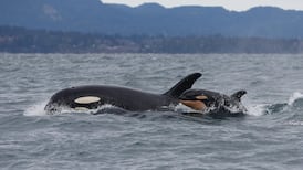 Most of B.C.’s marine mammals are flourishing, so why aren’t orcas?