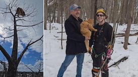 Ottawa arborist rescues orange cat stuck in tree for days, with help from Reddit