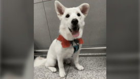 Rescue dog Tommy missing after running away from Vancouver airport 