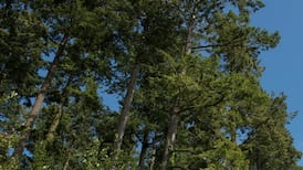B.C. couple fails to convince tribunal neighbours’ trees are a ‘continuous nuisance’ 