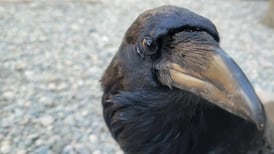 Video shows raven imitating ‘obnoxious’ human sneeze at B.C. rescue