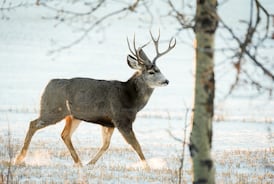 $2K reward for information after deer killed unlawfully in B.C.’s Okanagan