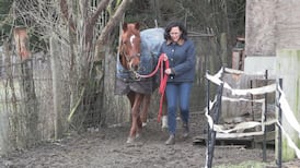 Hobby farmer in North Cowichan alerts others after discovering unwanted haircut on horse