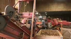 After drought hit P.E.I. potatoes, Iran war adds new pressures before planting 