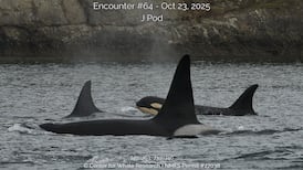 Southern resident orca calf believed to be dead, researchers say 