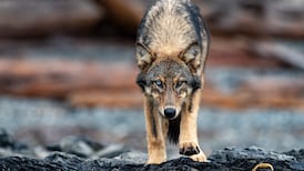 Wolves forced B.C. beachgoer into ocean, Parks Canada warning says