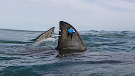 Great white shark tagged with satellite transmitter near Nova Scotia
