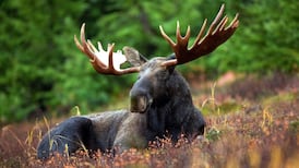 Southern Ontario men fined $7K for illegal moose kill