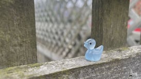 B.C. woman hides hundreds of toy ducks for ‘little bit of joy’