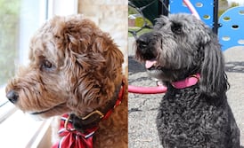 This B.C. municipality is asking residents to cast ballots for ‘Dog Mayor.’ Yes, really.