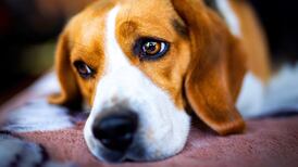 Woman who stole dog in ‘violent swarming attack’ sentenced by B.C. judge