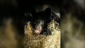 Severely burned bear cub recovering in northern B.C.