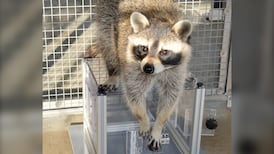 Curious raccoons enjoy solving puzzles even without food reward, UBC study finds