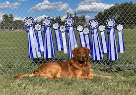 This top dog from Moose Jaw holds some of the highest accolades a canine can get