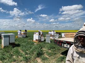 ‘Stable and predictable’: Why Alberta farmers depend on temporary foreign workers